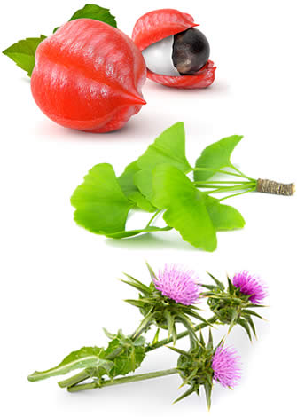Energy Booster Ingredients Energy Booster Ingredients