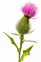 milk-thistle-500mg.jpg